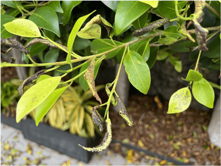 ficus tuffi