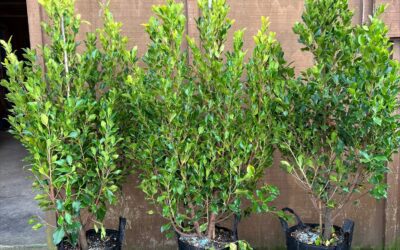 25L Ficus Tuffi