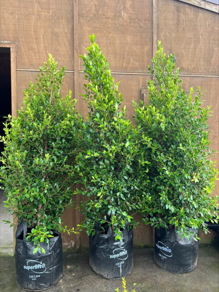 135L Ficus Tuffi