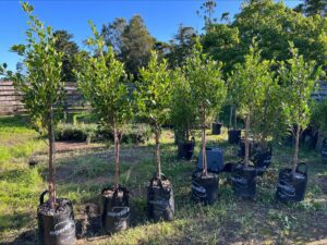 Ficus Tuffi Tree Identification Made Simple