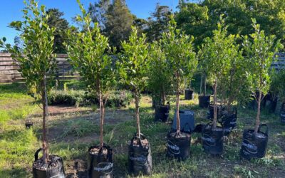 25L Pleached