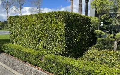The 5 Best Plants for Hedges in New Zealand Gardens